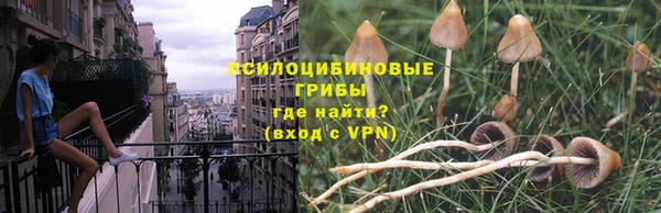 гашик Зеленокумск